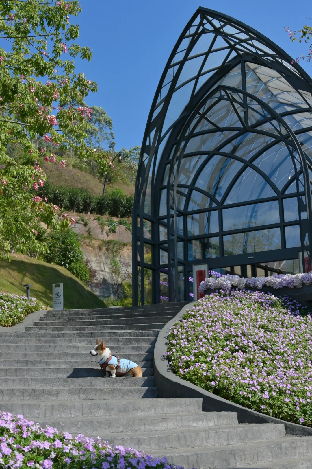 广州从化｜天人山水｜周末遛狗