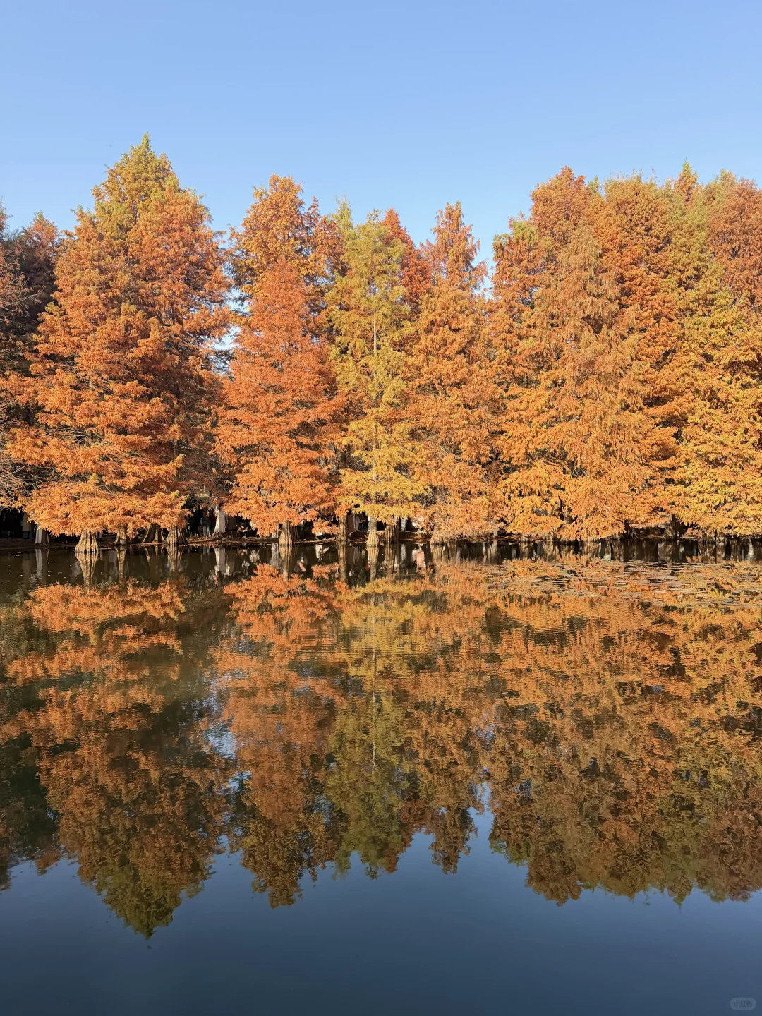 南京人带玩3天🍁附攻略🔥广东人哪见过深秋