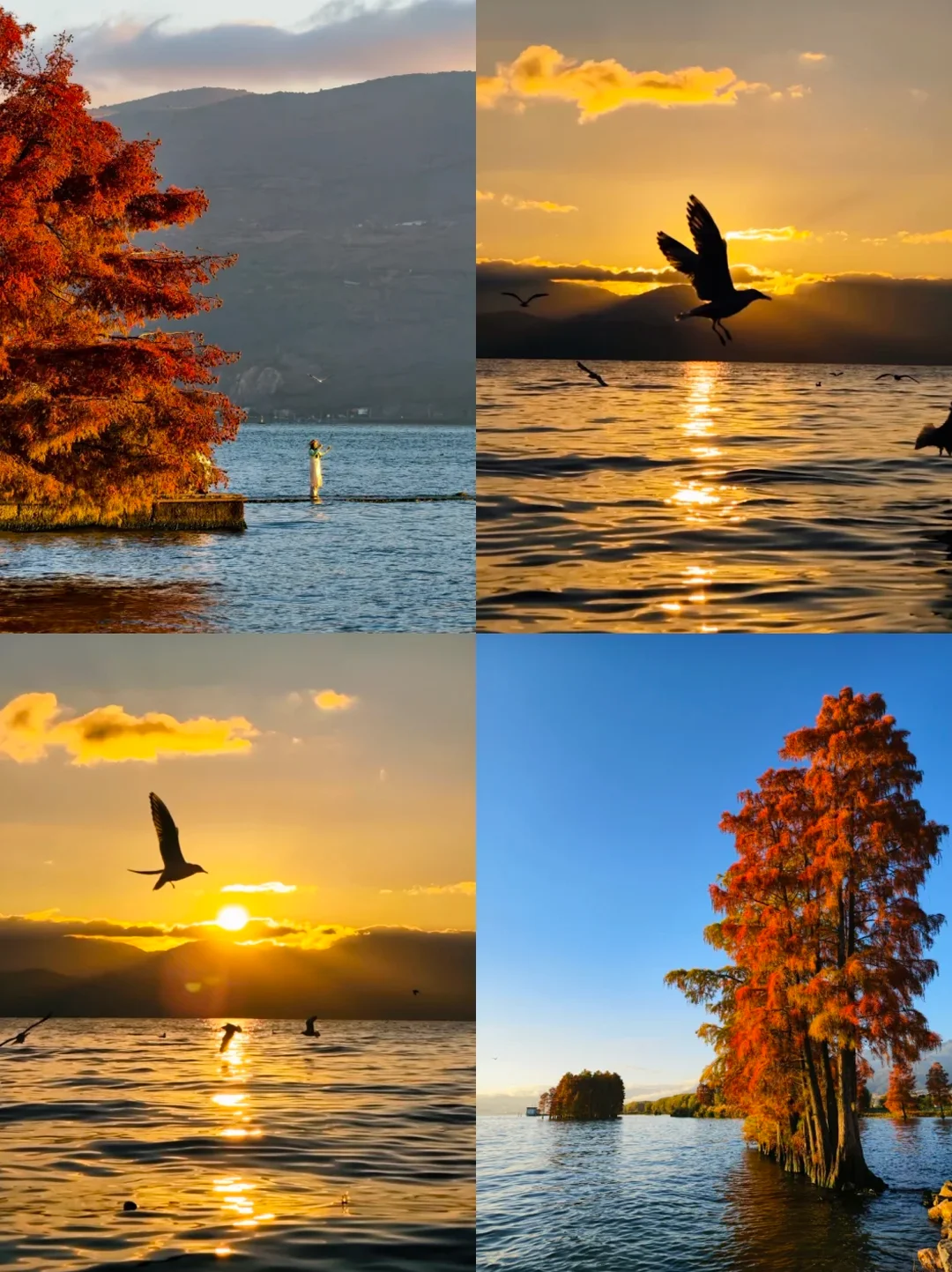 云南旅游攻略|12~2月出行保姆级指南✅