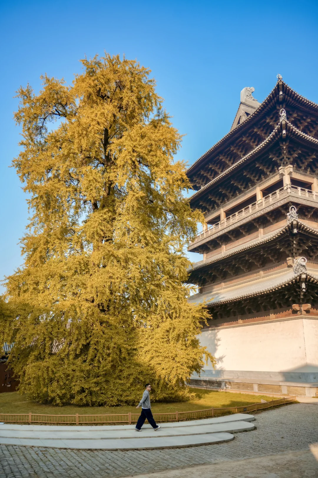 为了这棵1000年银杏，我特意去了趟浙江🍂