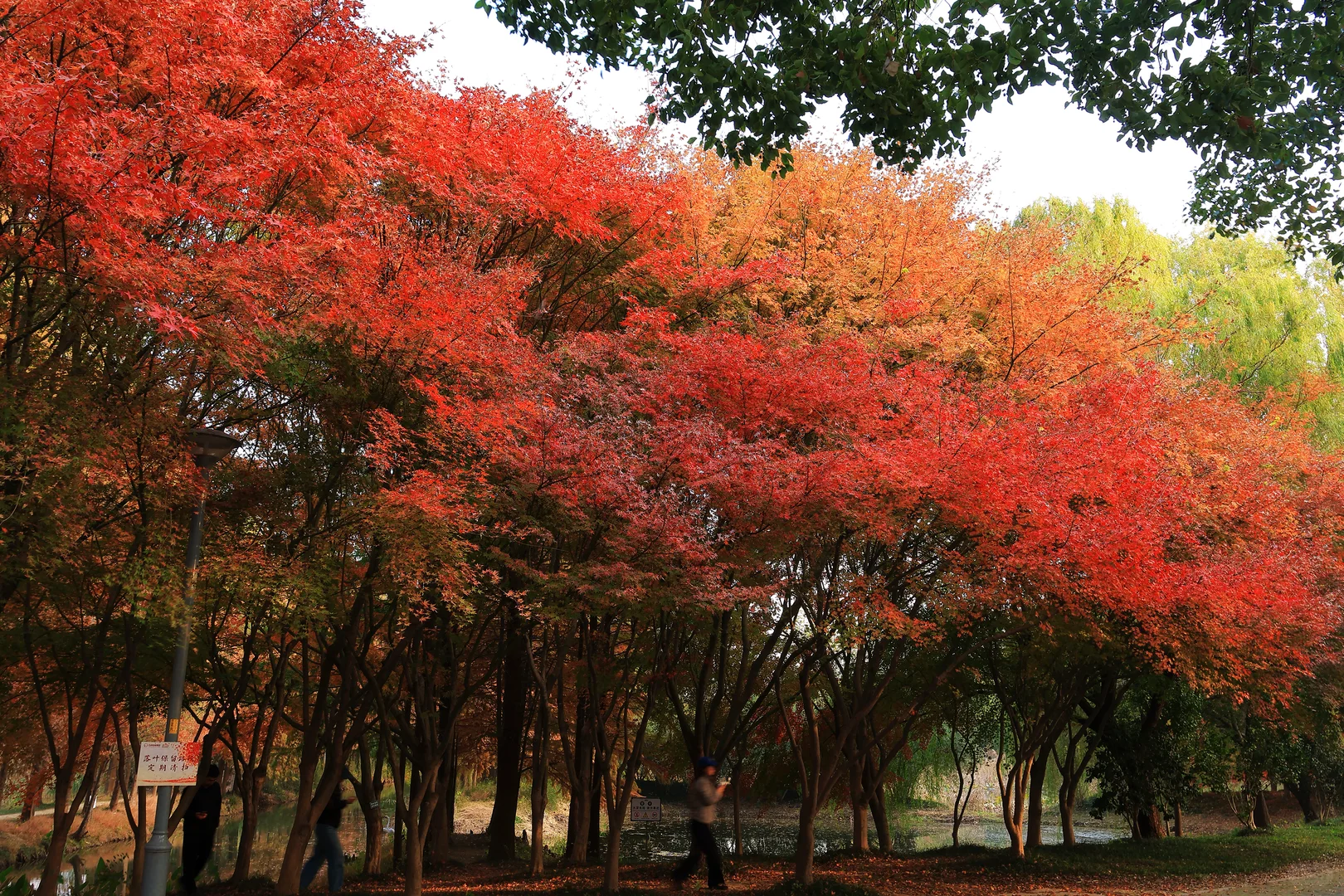 虎丘湿地公园|封神的水杉与红枫🍁,附全攻略