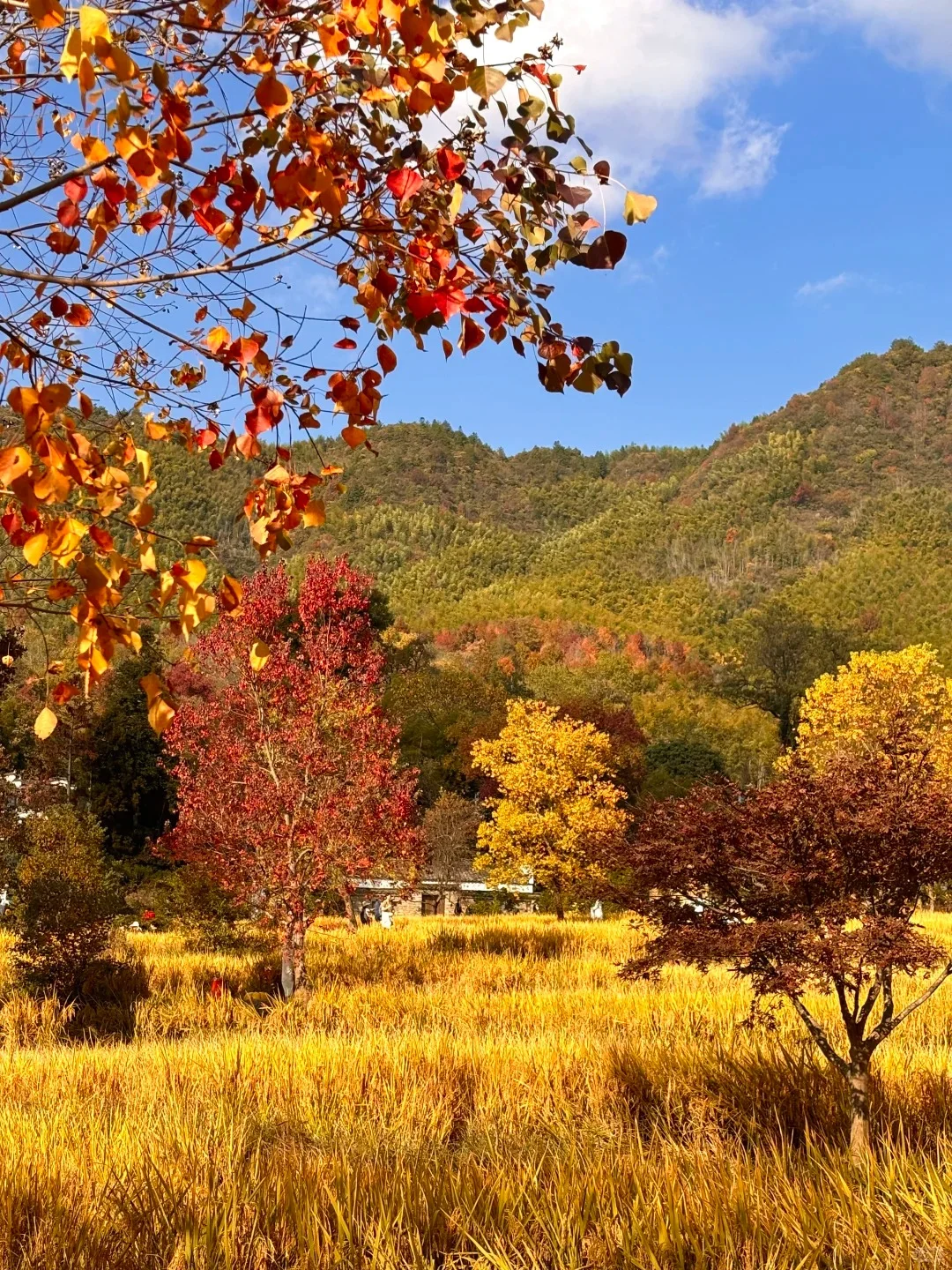 今年11~12月，只带娃去一个地方：徽州赏秋！🤩