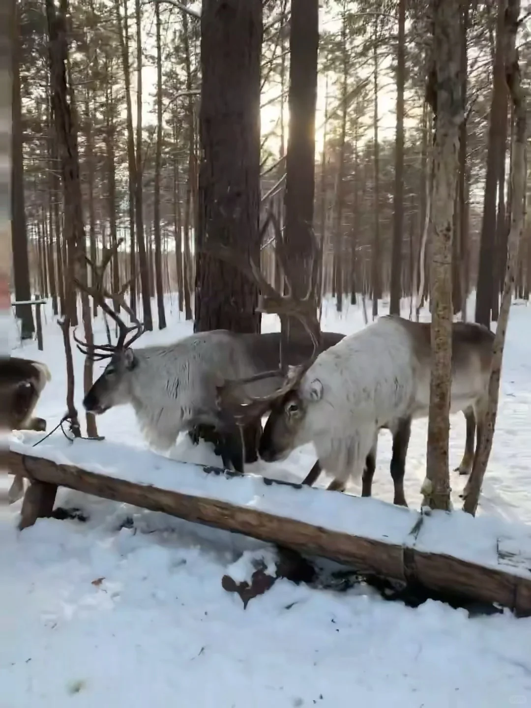 和好朋友一起从哈尔滨-漠河找北🚂雪国列车