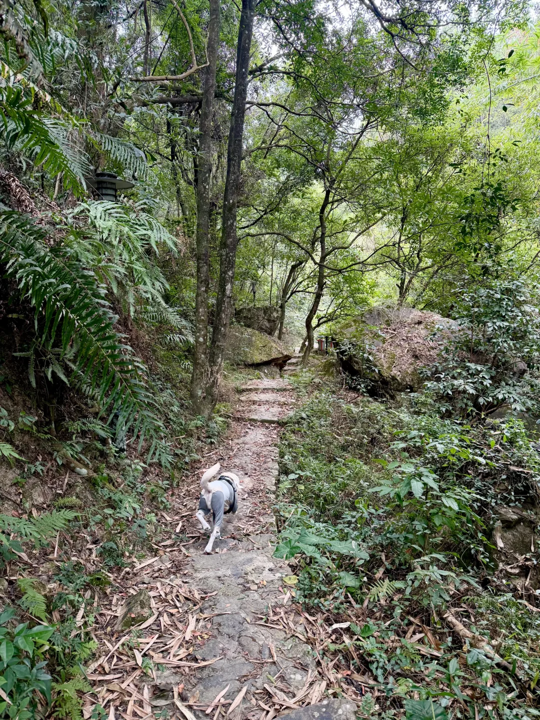你问我厦门同安遛狗有多爽？ 如图所示！！