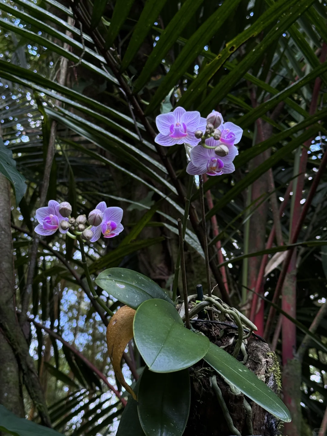 在哥斯达黎加住进了热带雨林是什么感受！