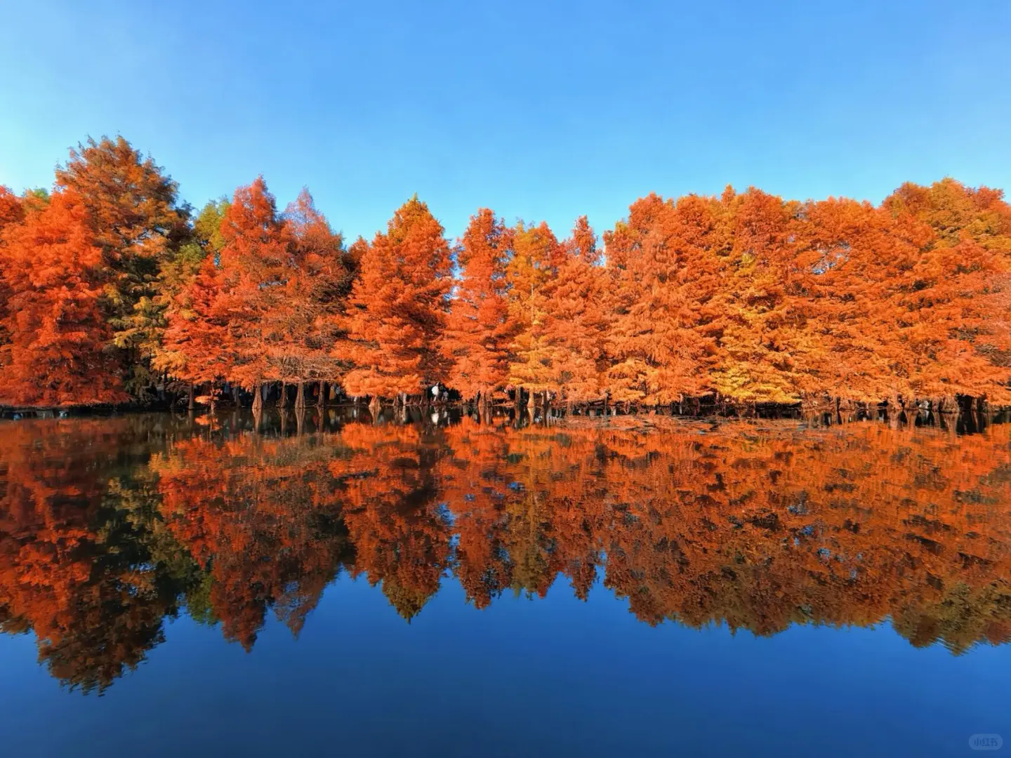 南京秋日封神路线🔥燕雀湖+梧桐大道+美龄宫