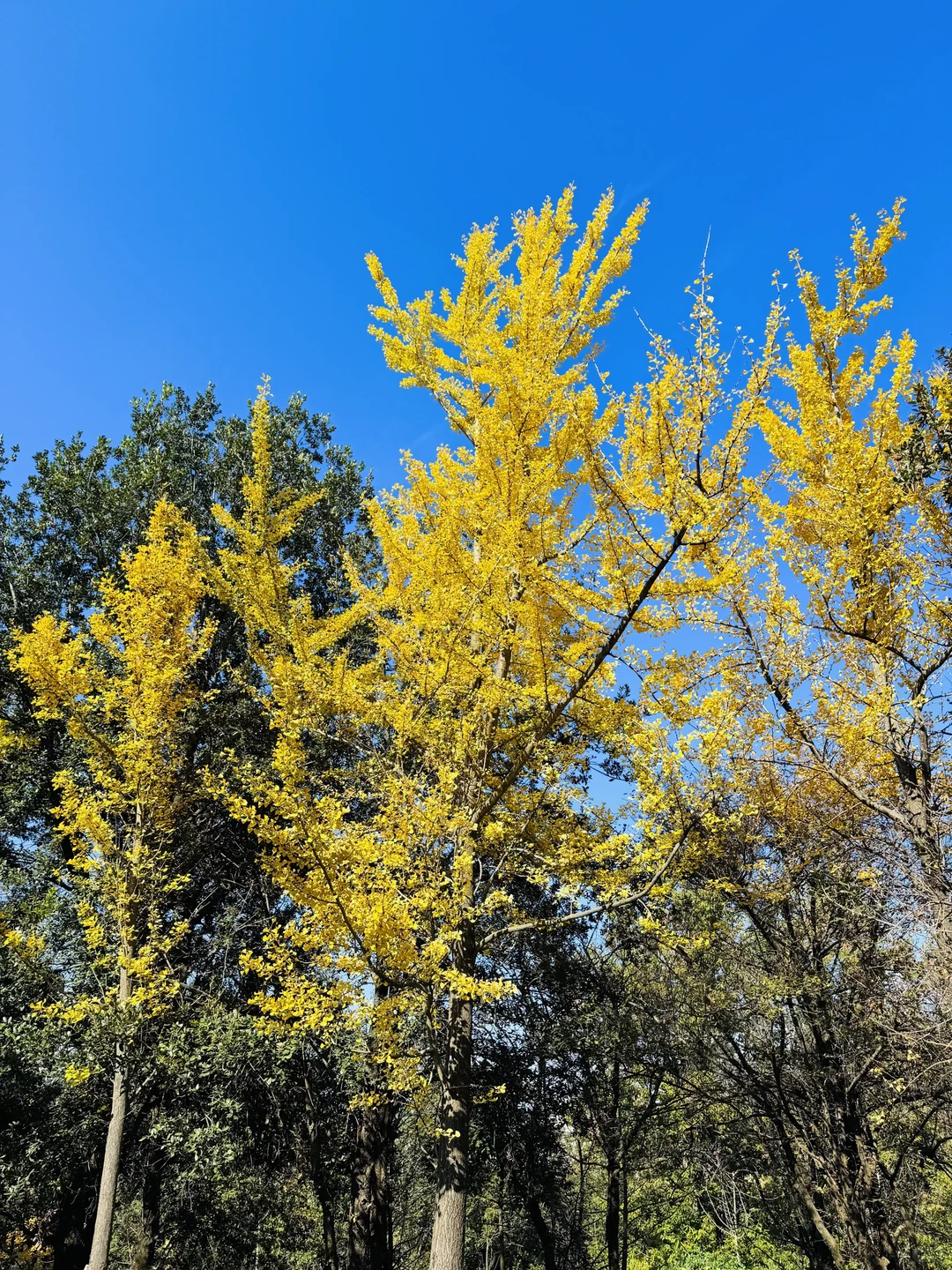 秋天的氛围感，我给满分🍂