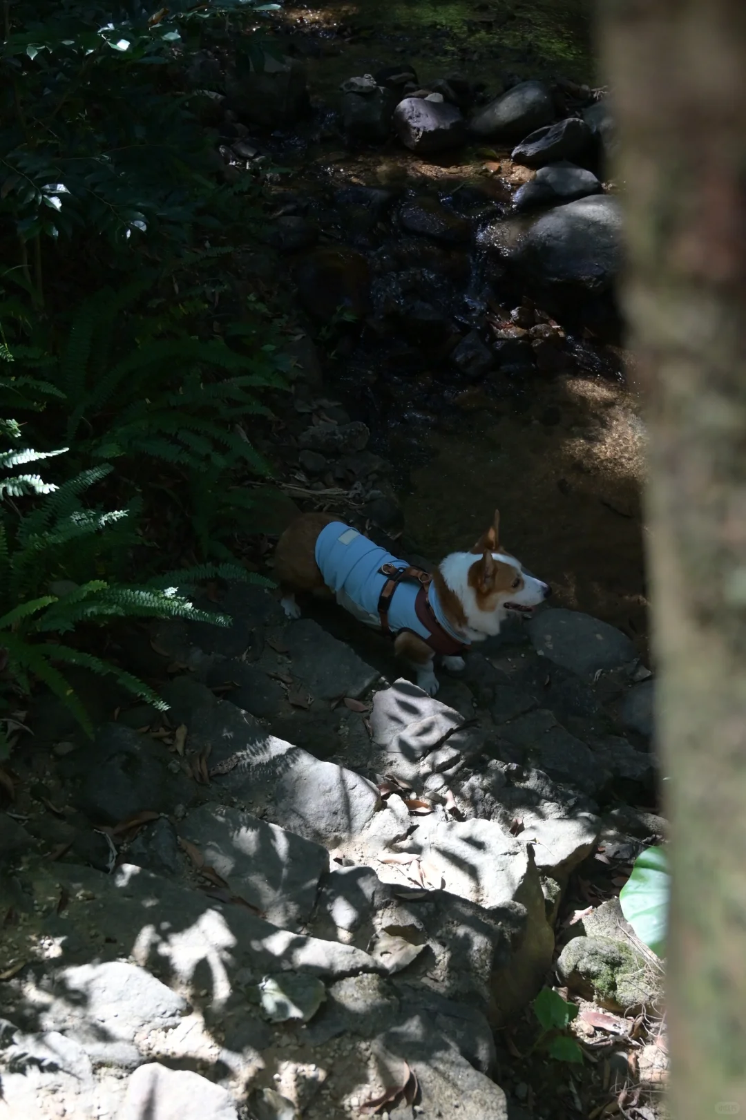 广州从化｜天人山水｜周末遛狗