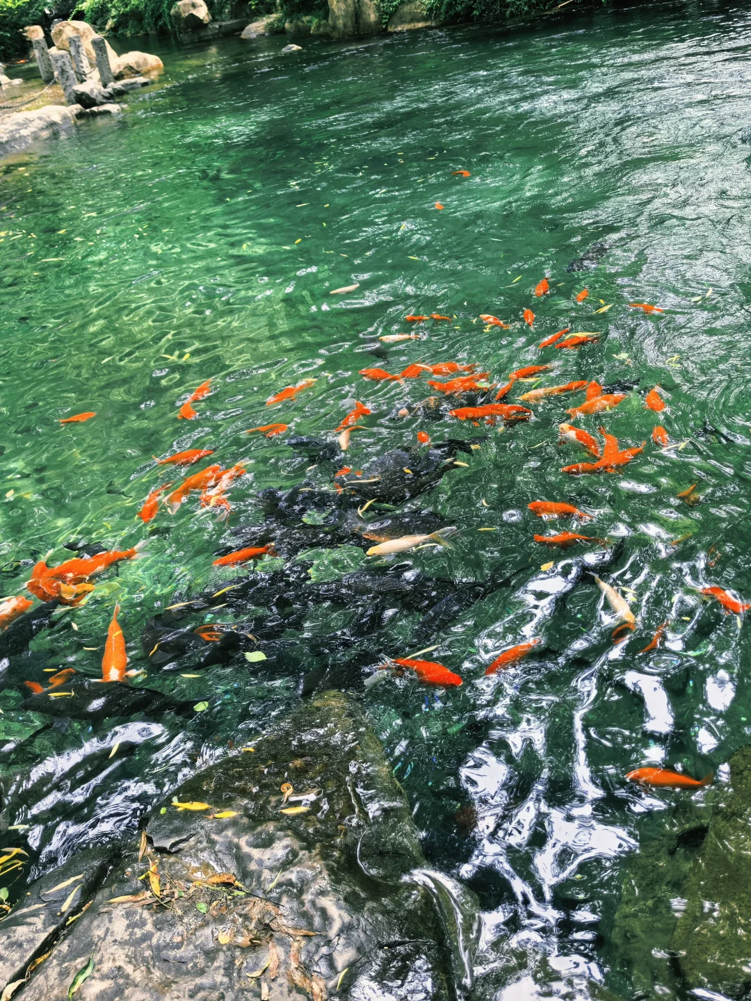 老舍笔下的济南趵突泉