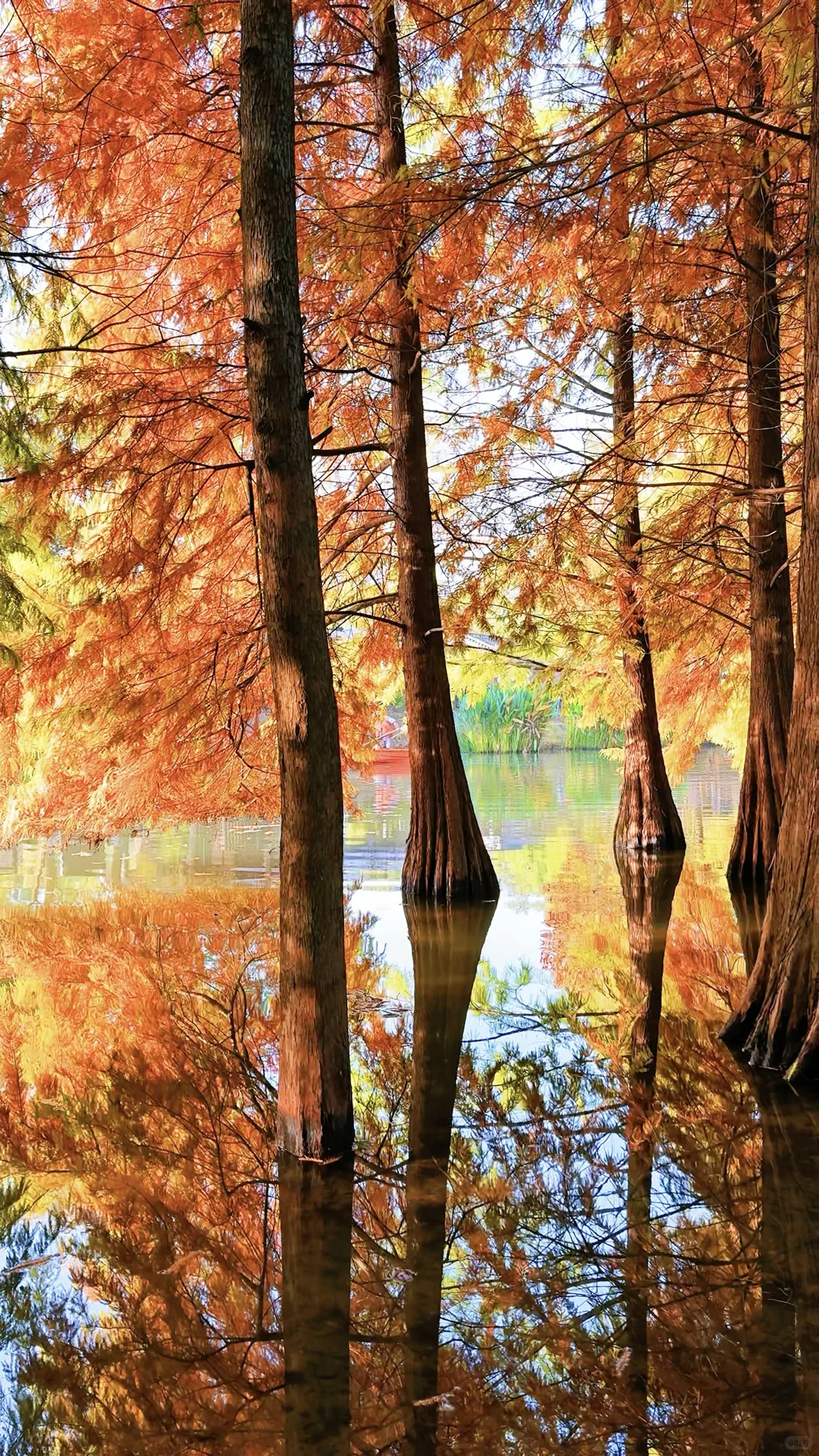 2025.11.13 | 南京落羽杉林杀疯了！！！！！！！！