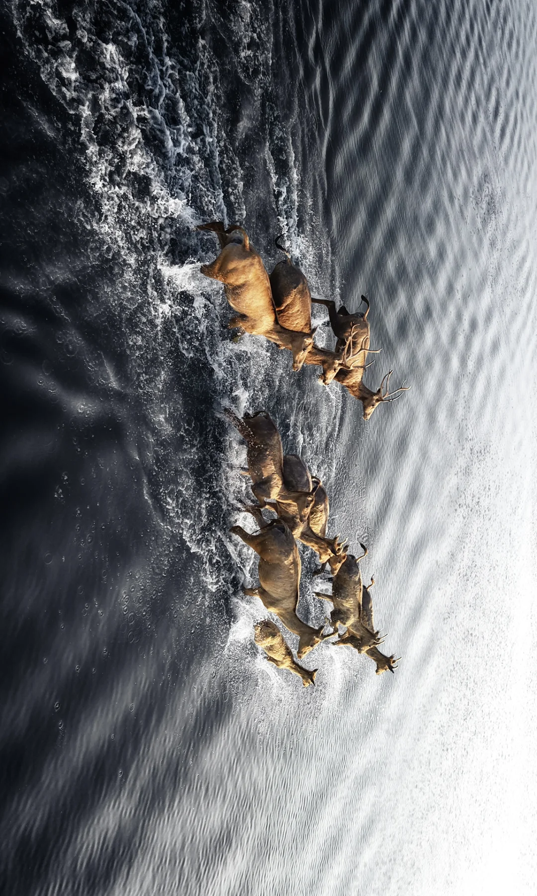 周末去了趟盐城，朋友都以为去了肯尼亚