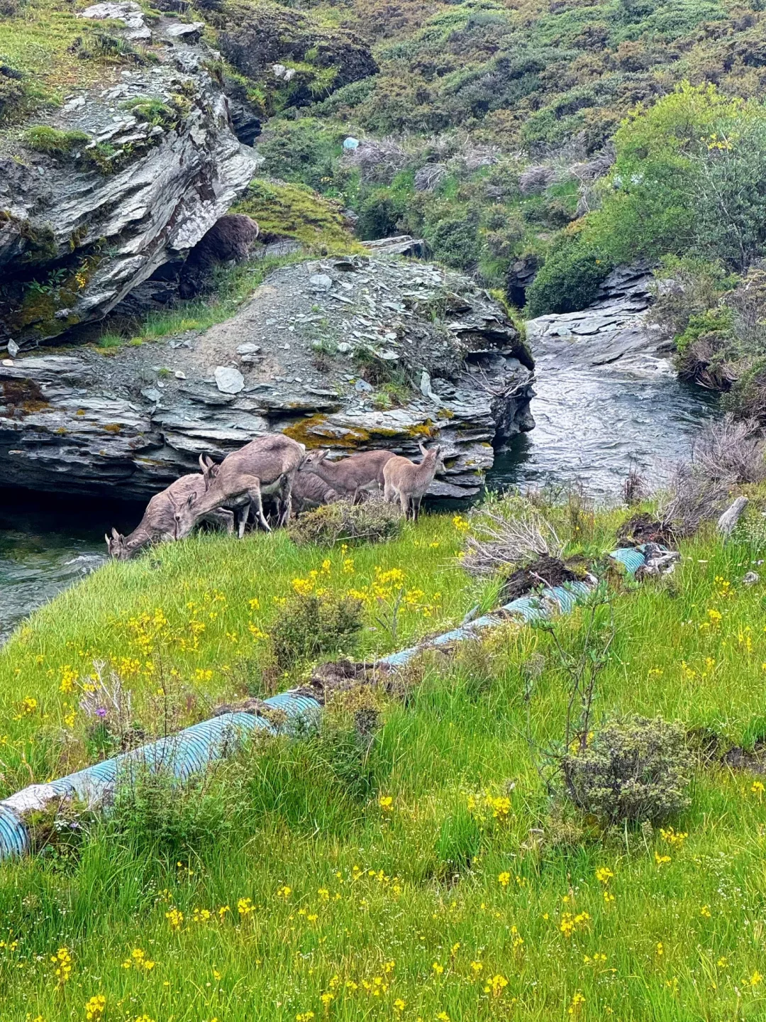 川西在我这里一直是top1的级别