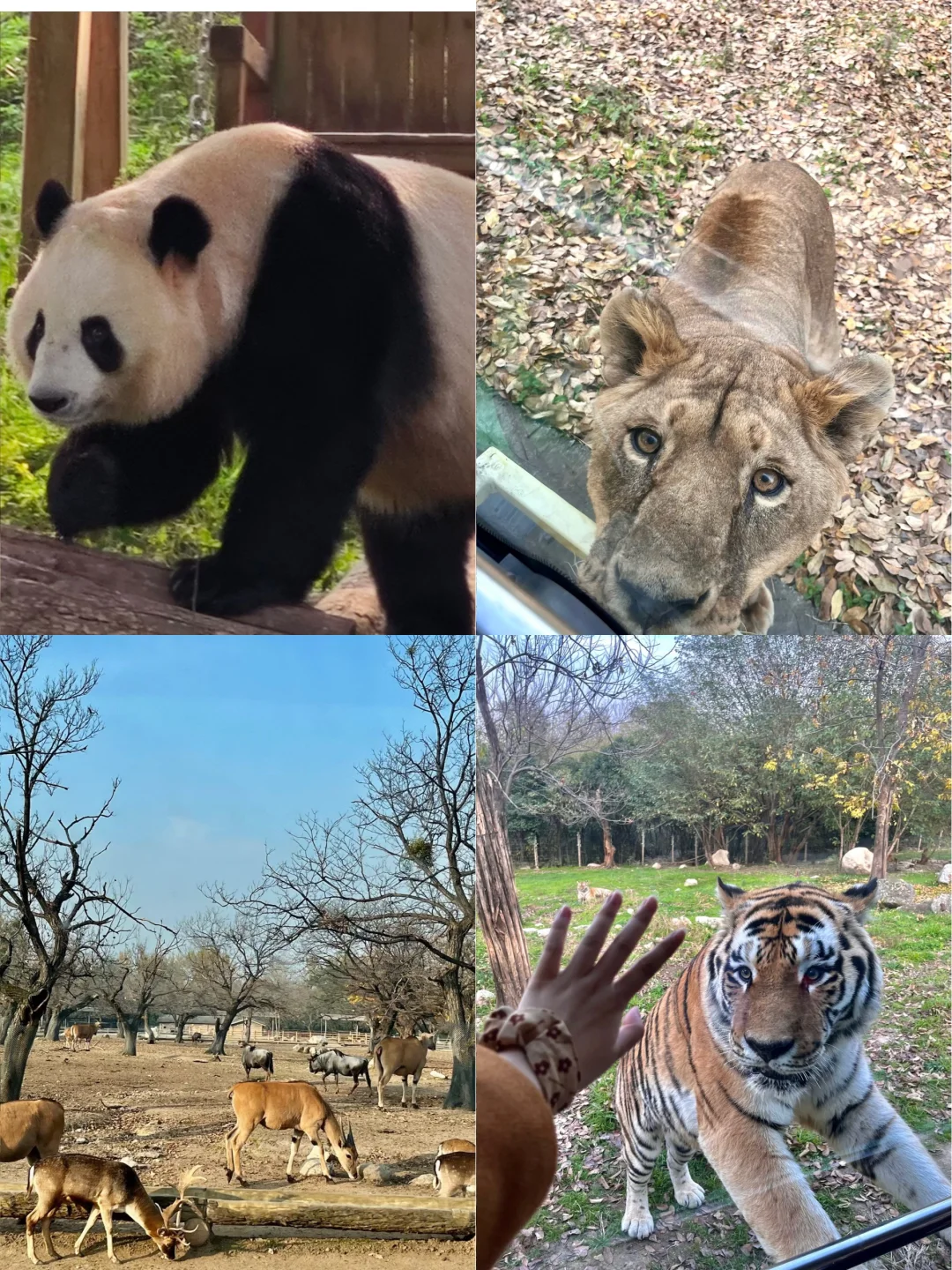 🔥秦旅游亲子卡,12月免费玩海洋馆动物园