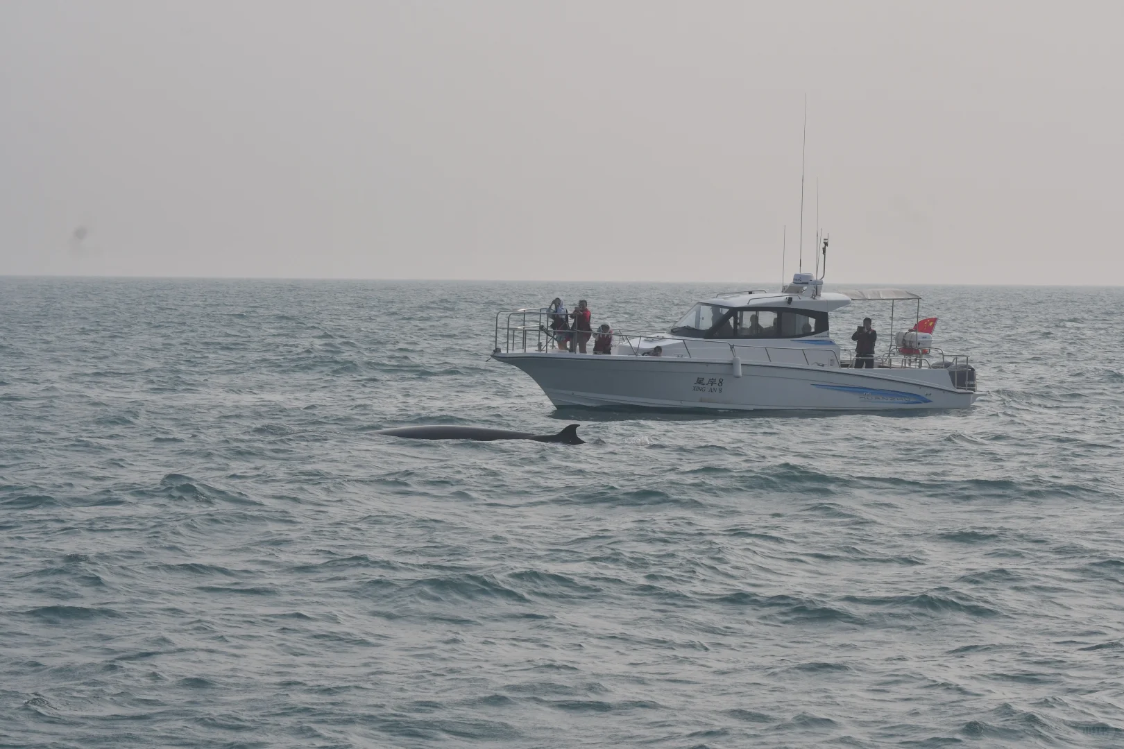 涠洲岛冬季与鲸鱼相约