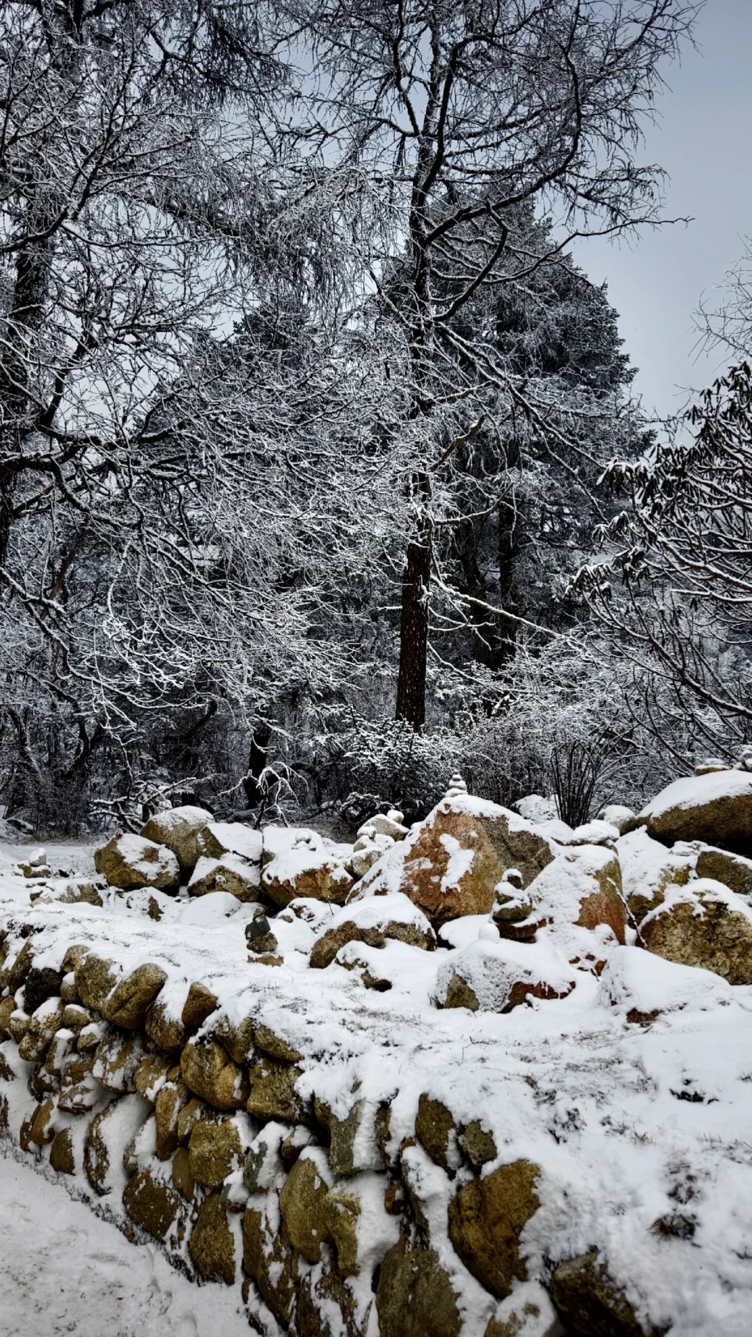 成都周边玩雪日记❄️|又免门票啦