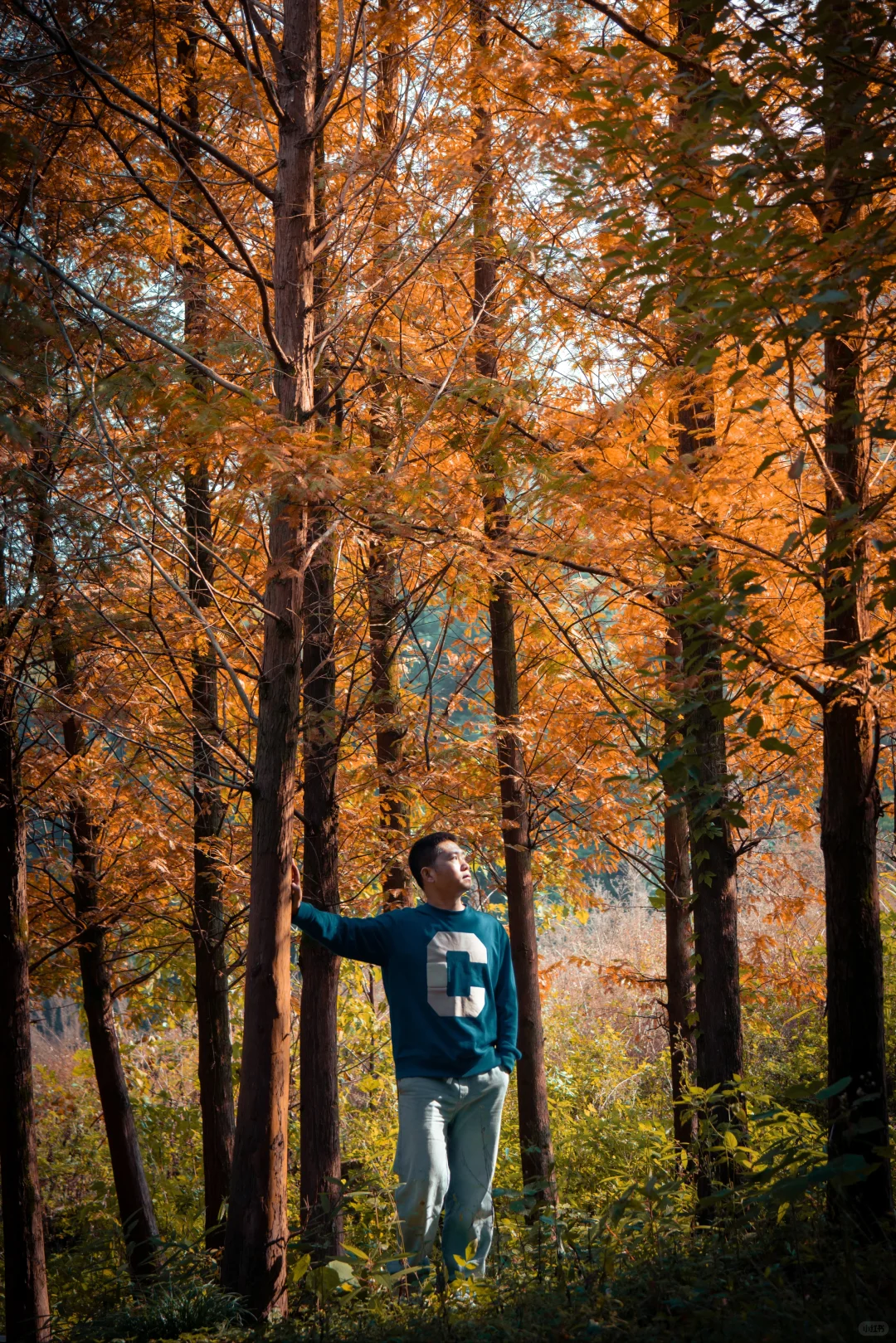 🍂北碚这条免费小众路线藏了整个秋天！