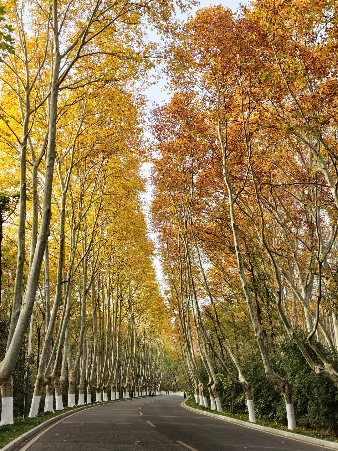 南京钟山流徽榭赏秋绝美路线
