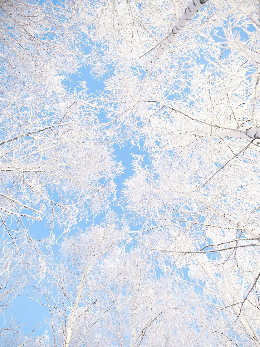 “后来,我逢人便说呼伦贝尔的冬天有多浪漫~”