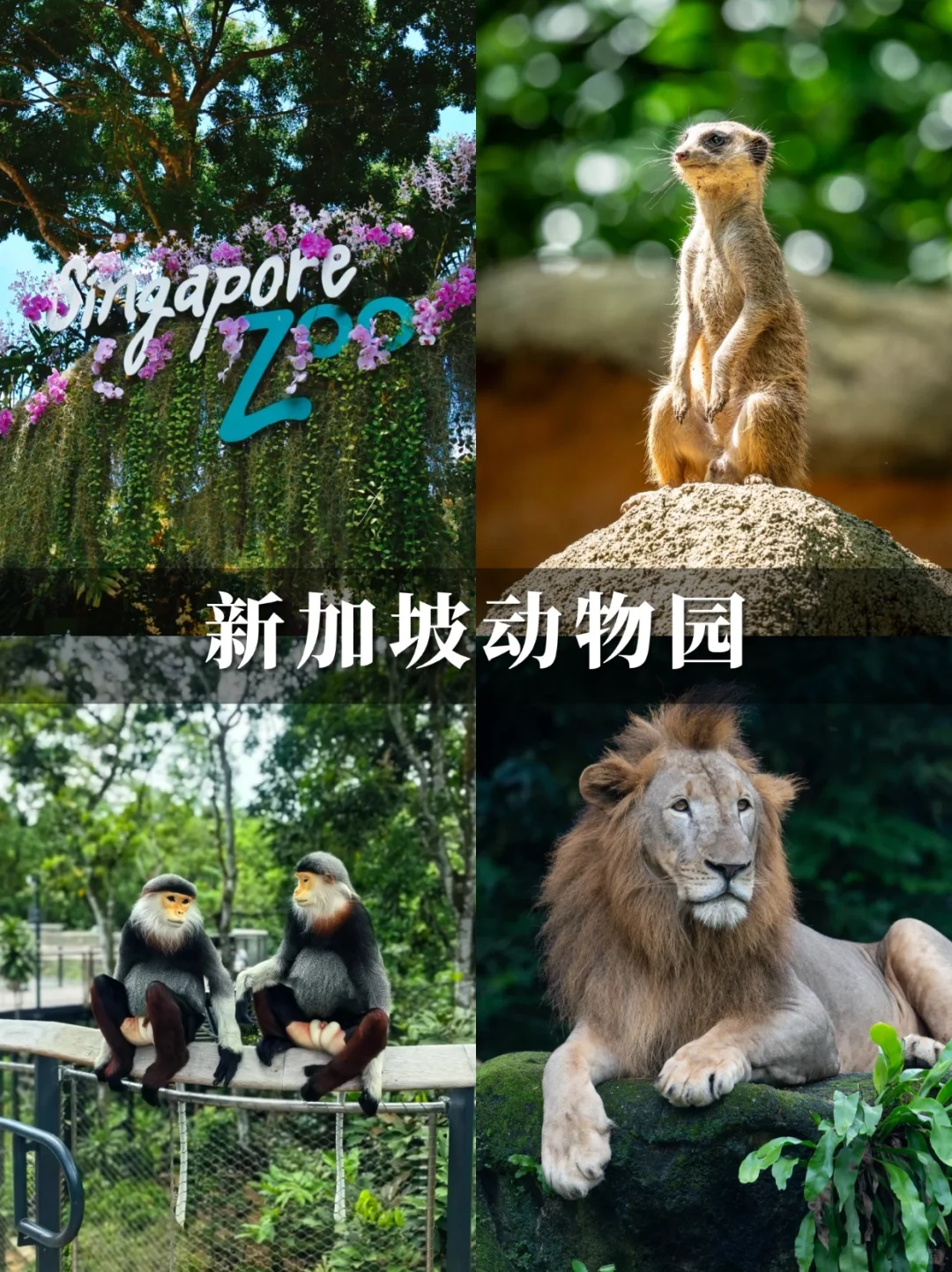 GO❗❗嗨玩不费妈必冲😍新加坡亲子5日游