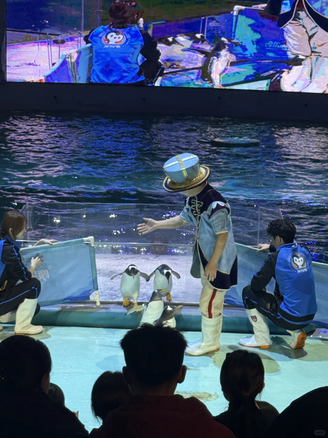 🐧哈尔滨极地公园顶流合集！一天玩够核心亮