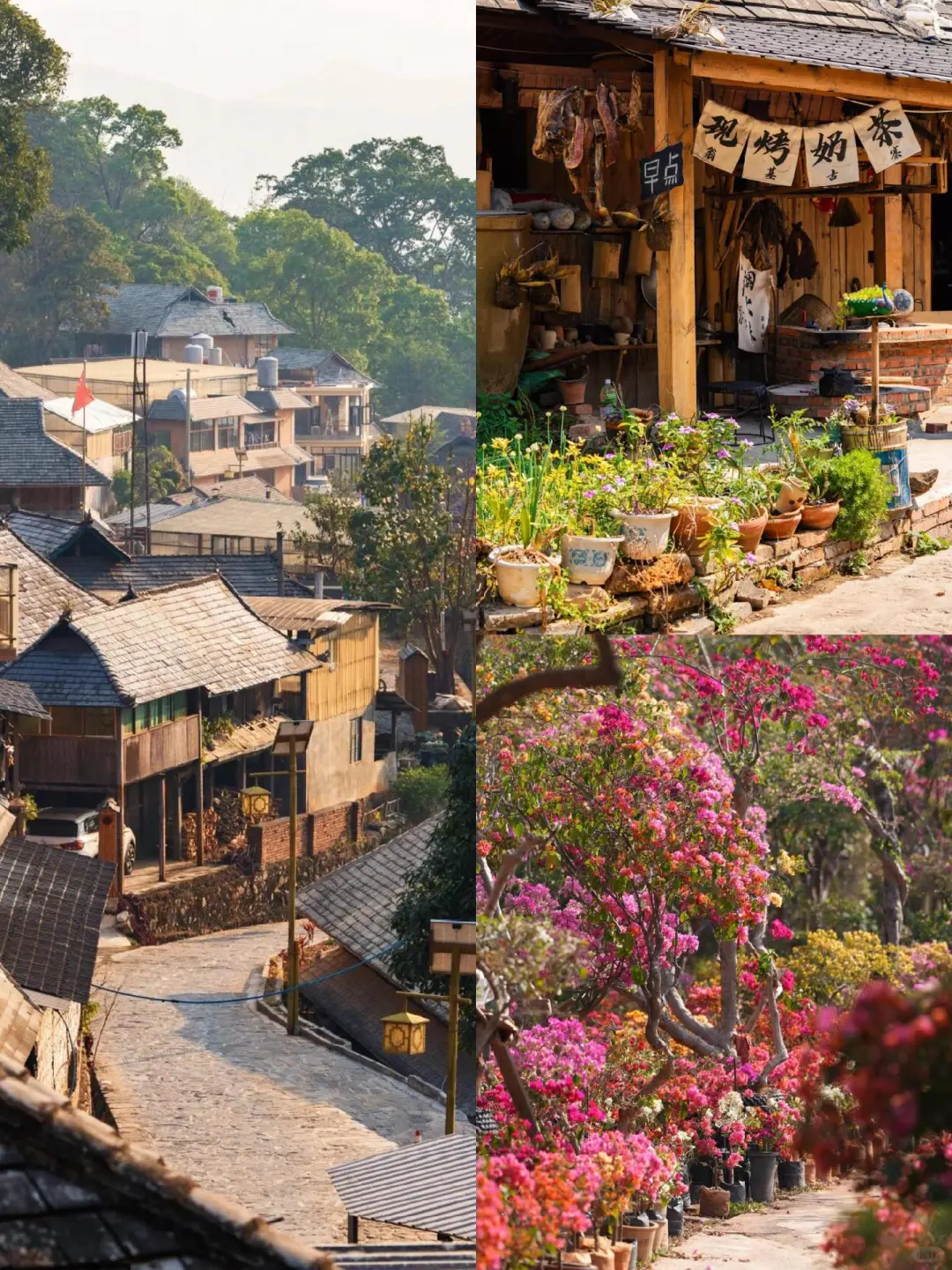 云南旅游📍昆明普洱版纳5天纯玩✨敲省心