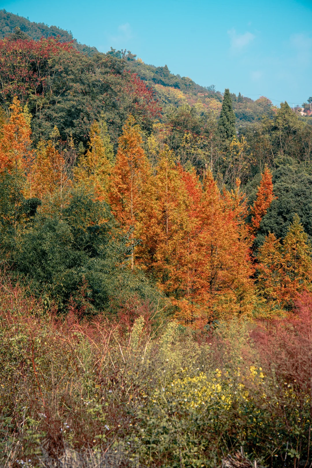 🍂北碚这条免费小众路线藏了整个秋天！