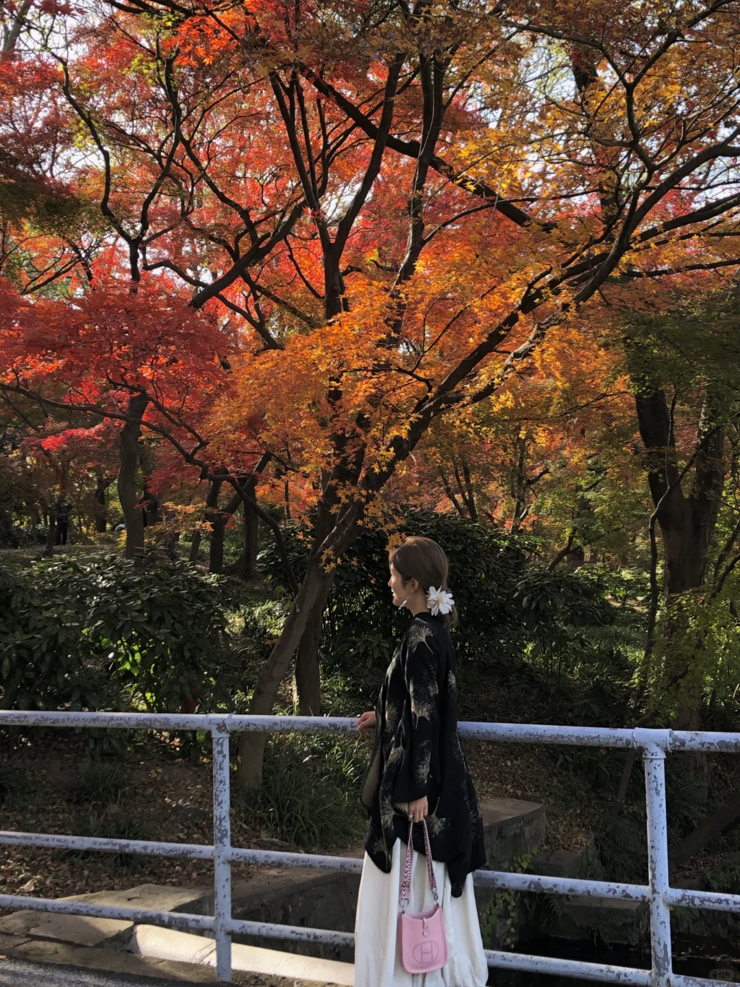 11.28实况！不在京都 在南京🍁枫叶美哭了🥹