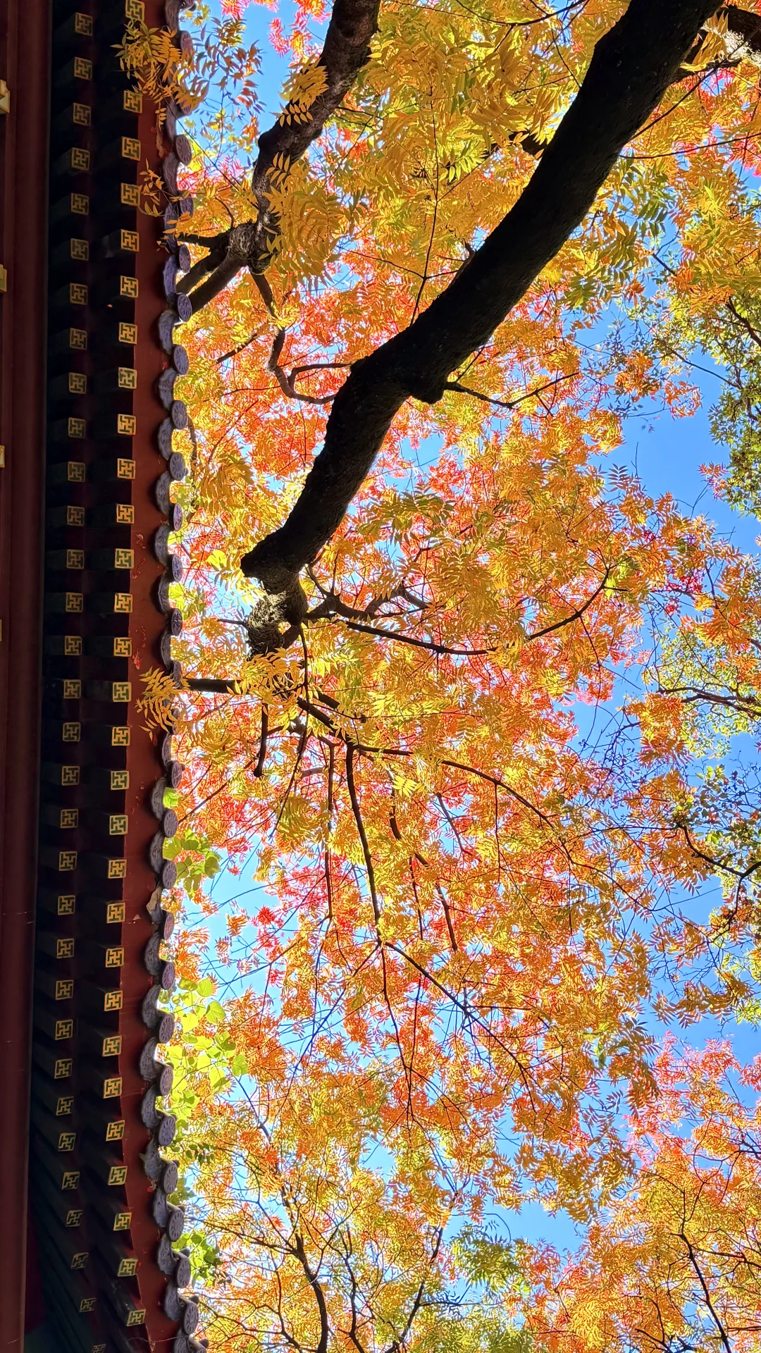 南京灵谷寺，苦等一年，终于看到了彩虹树！！！！