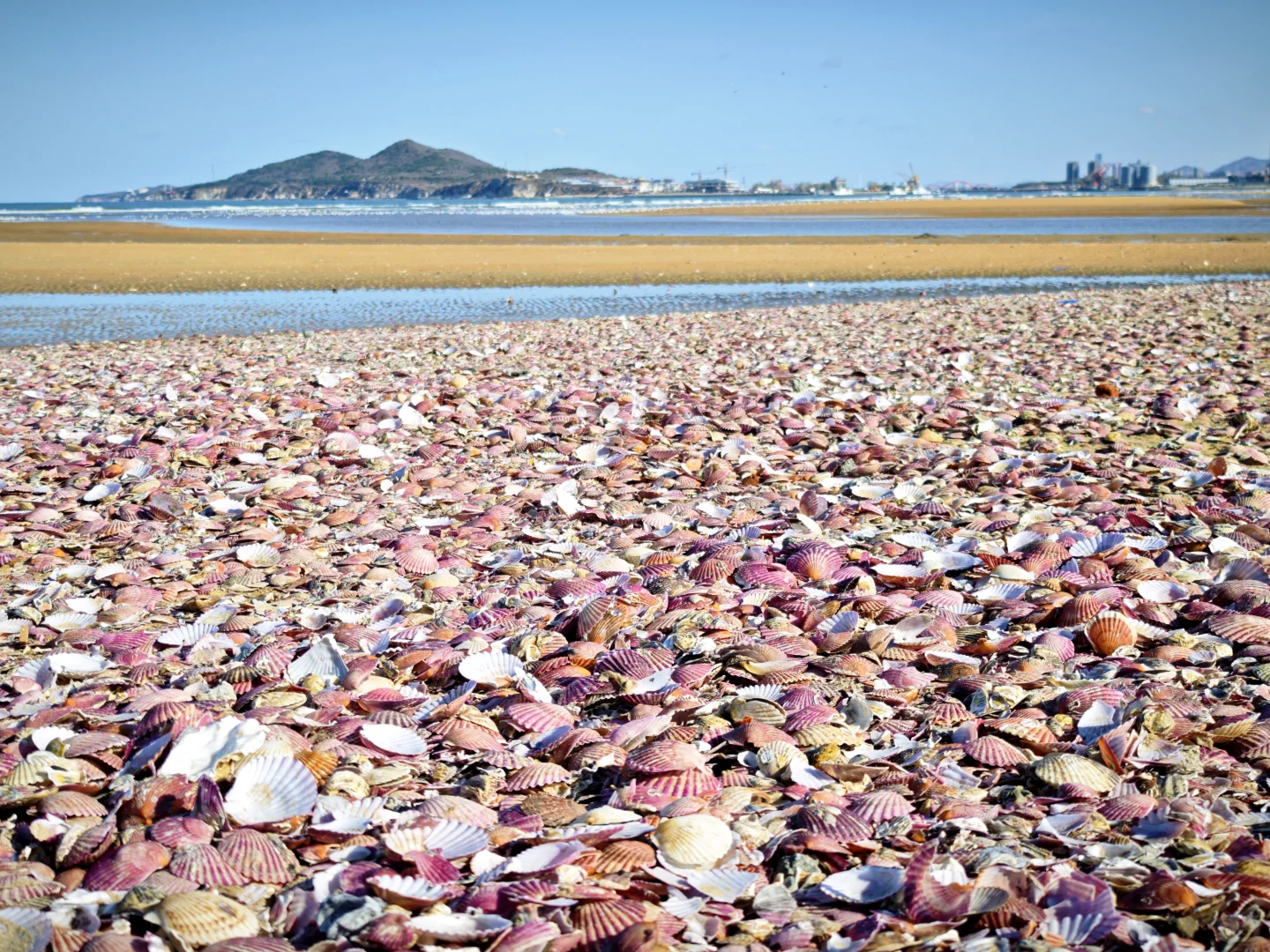 一人认养一只海鸥，起名字吧🐦
