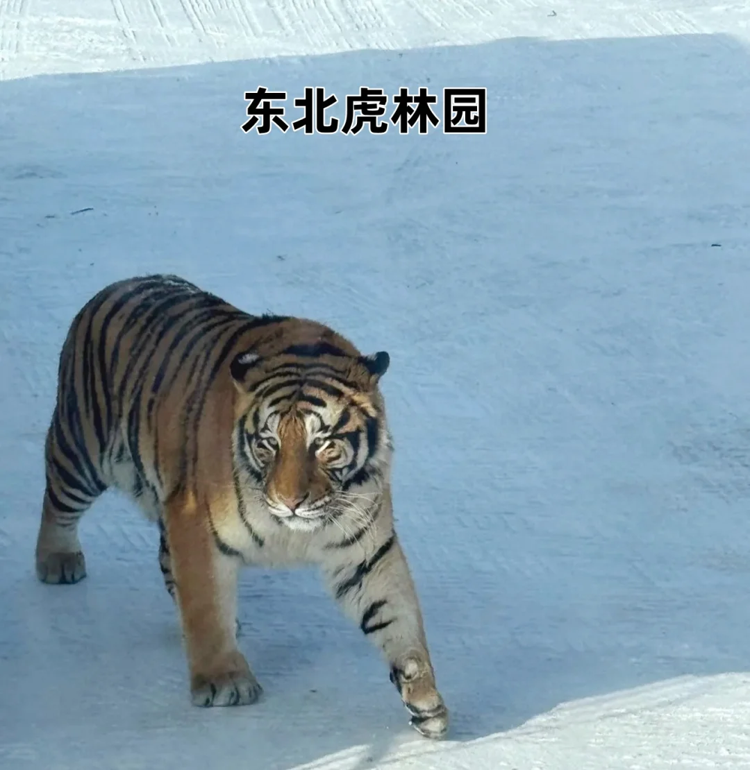 哈尔滨必打卡景点~收藏好再去玩更省时❗❗