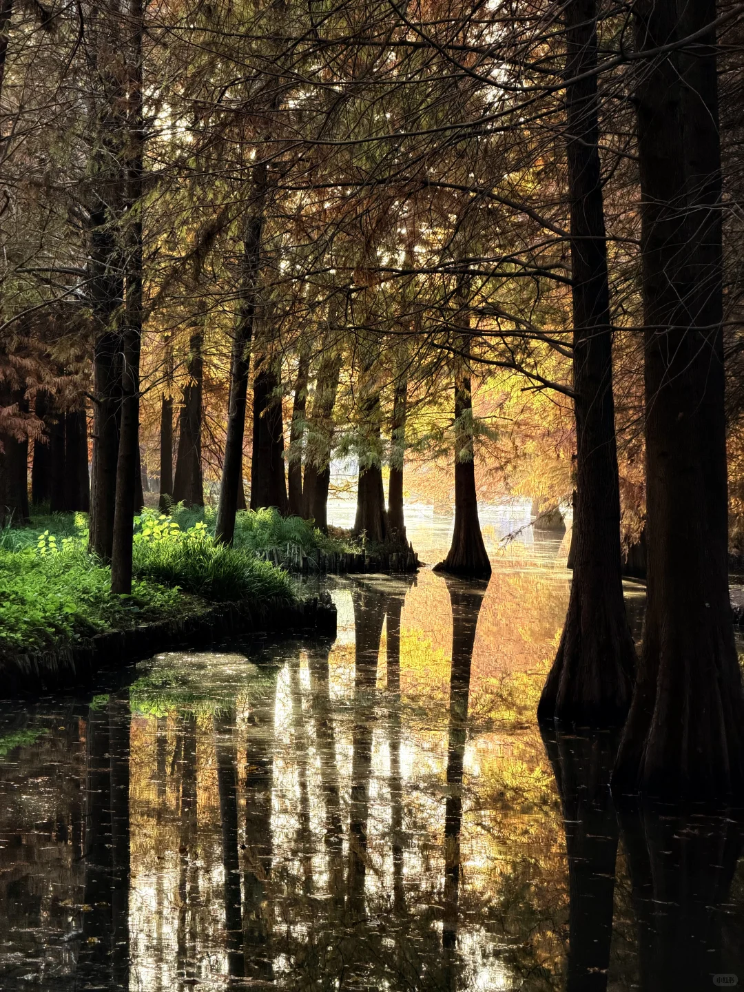 南京人带玩3天🍁附攻略🔥广东人哪见过深秋