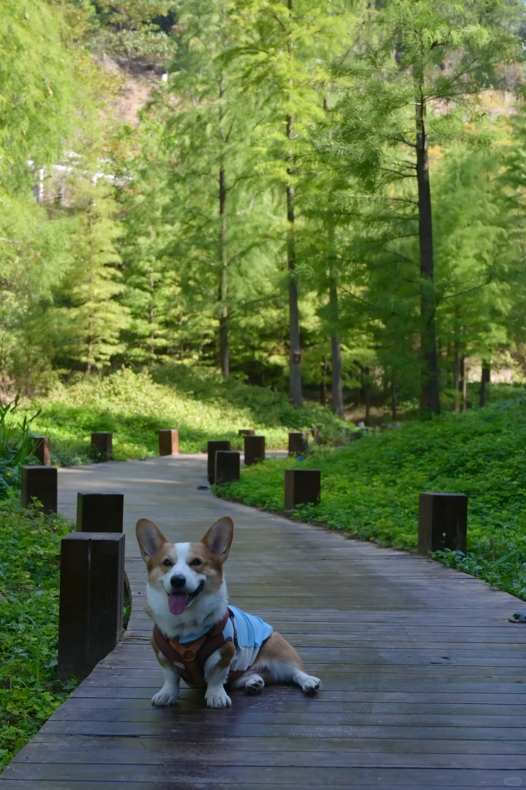 广州从化｜天人山水｜周末遛狗