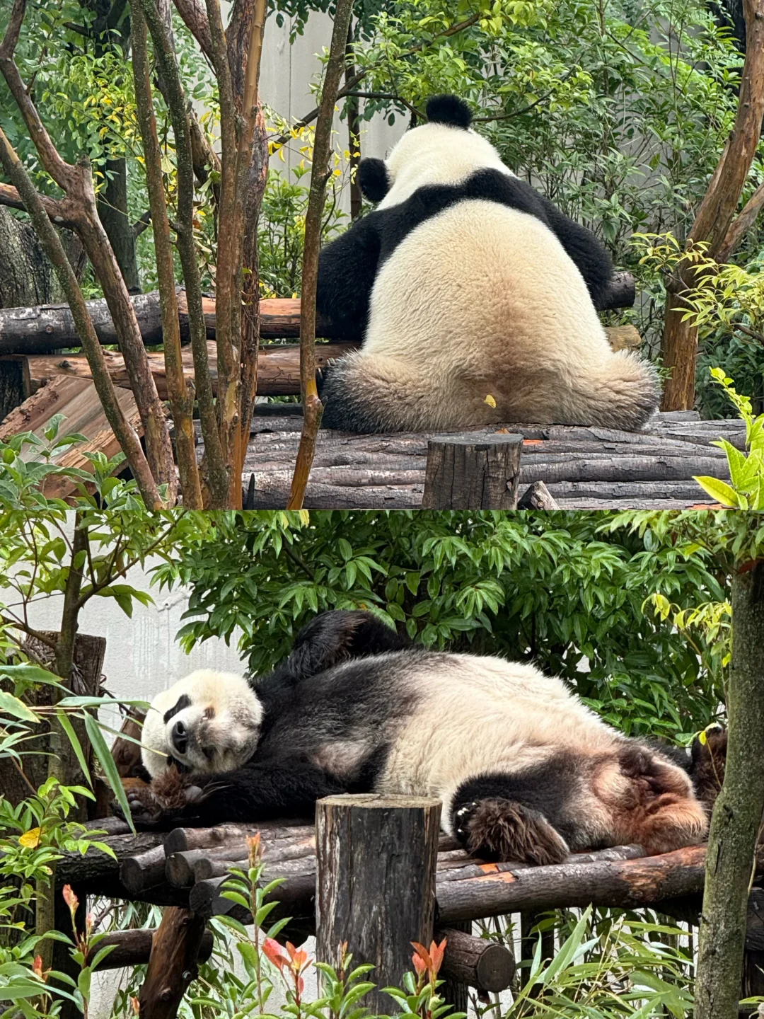 成都已回🥺11-12月去成都需慎重考虑