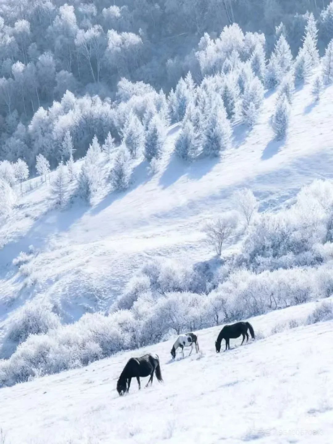 尔滨对不起😭是乌兰布统玩雪太有性价比了