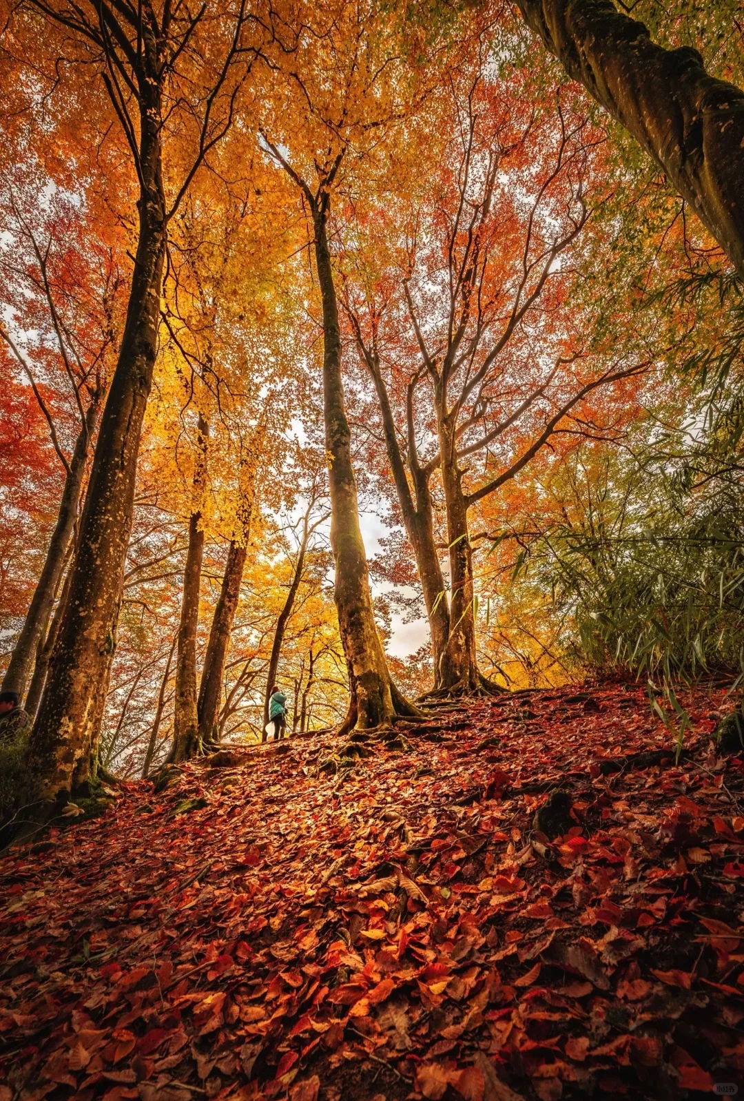 我私藏最美9条江浙沪赏秋路线🍂没有平替