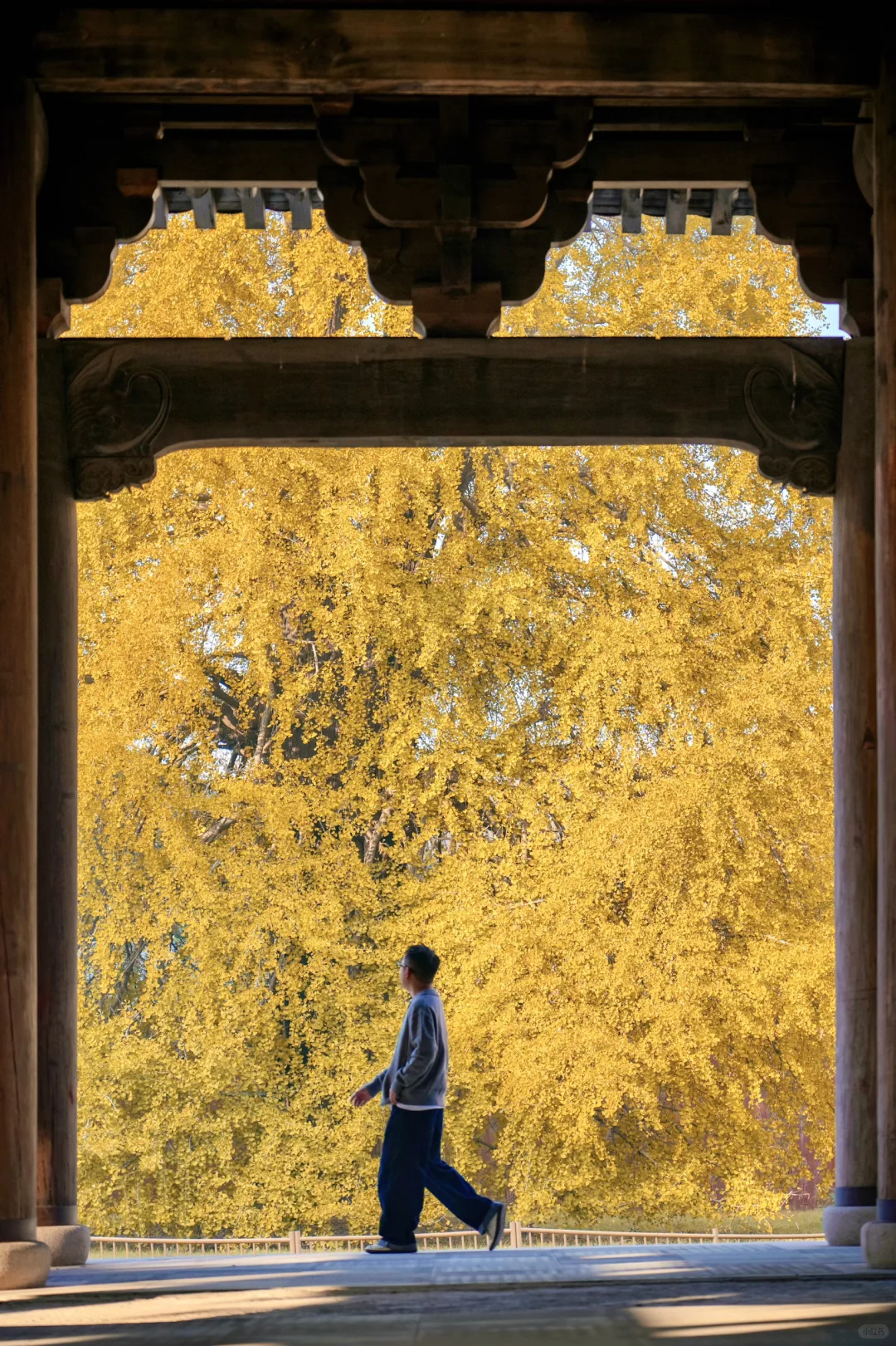 为了这棵1000年银杏，我特意去了趟浙江🍂