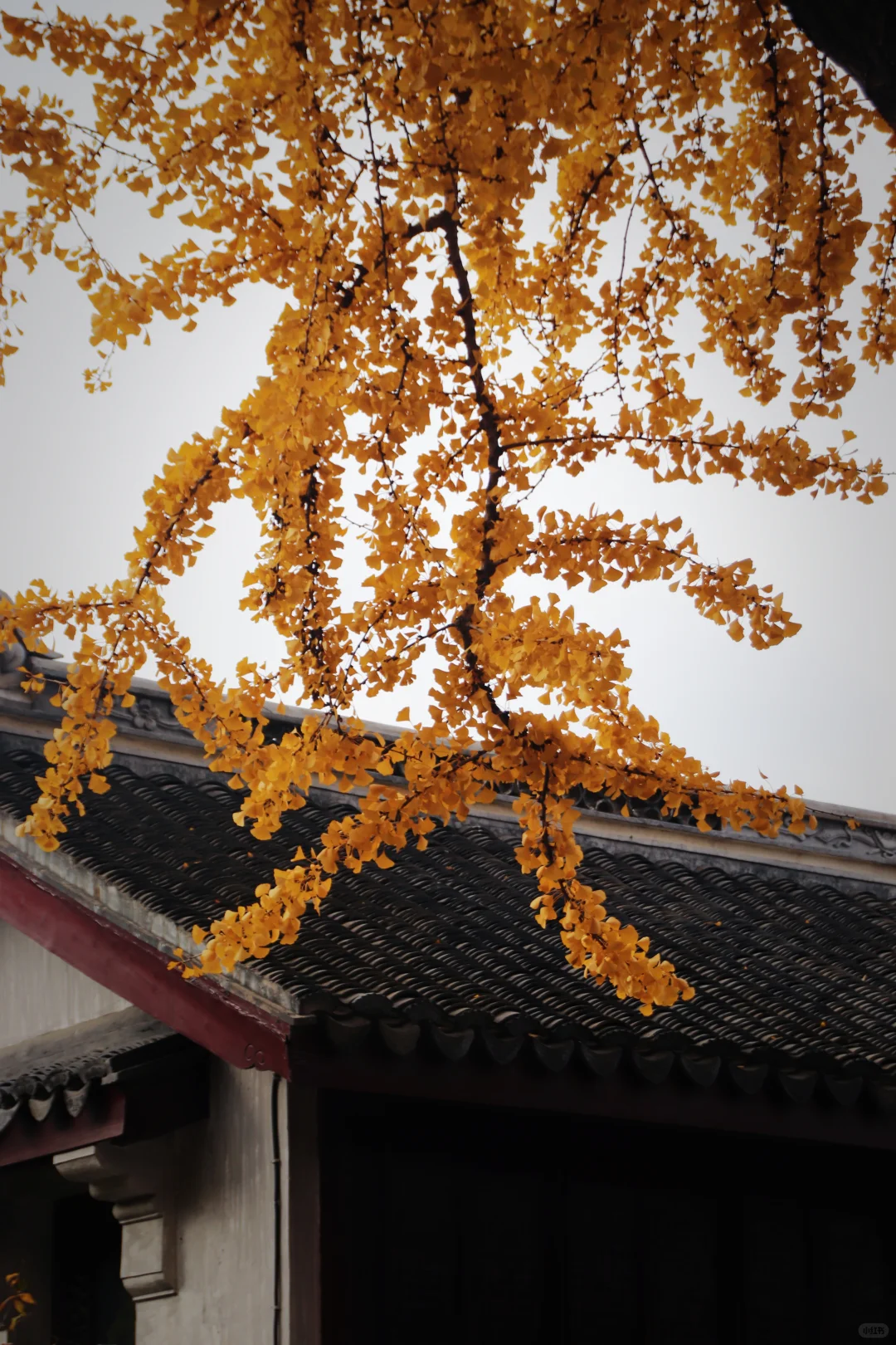 这个季节的惠山古镇,谁来了都要驻足欣赏