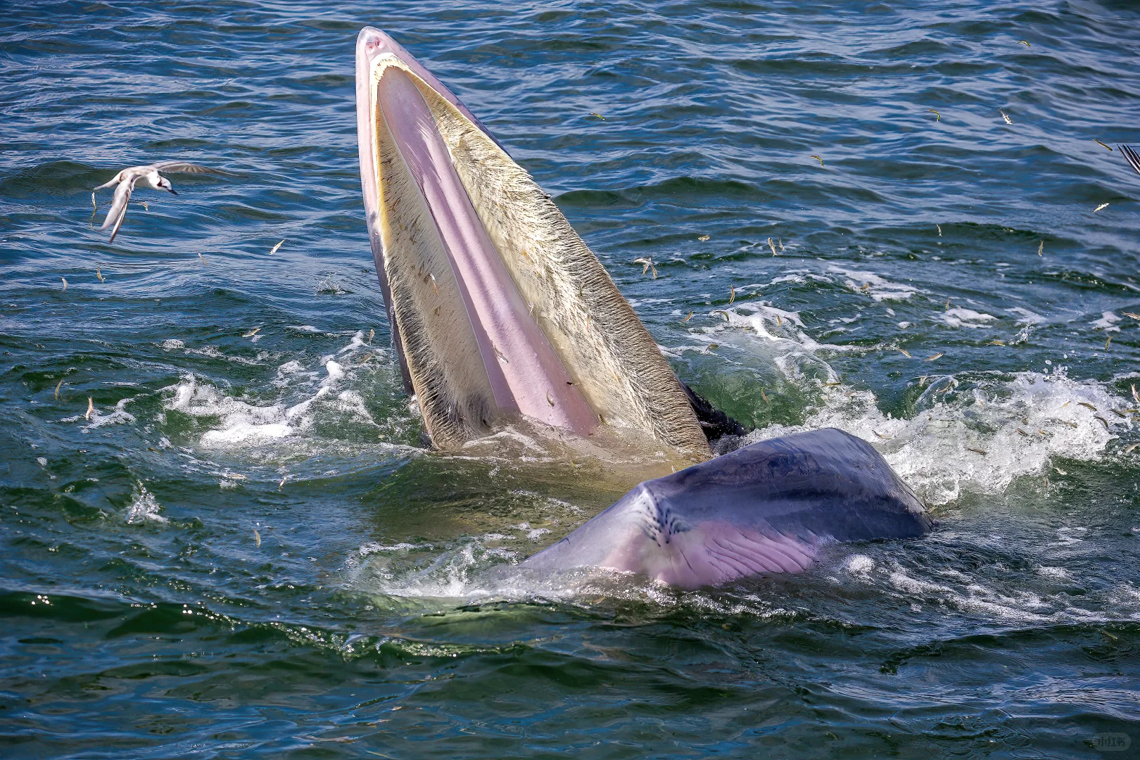 涠洲岛冬季与鲸鱼相约