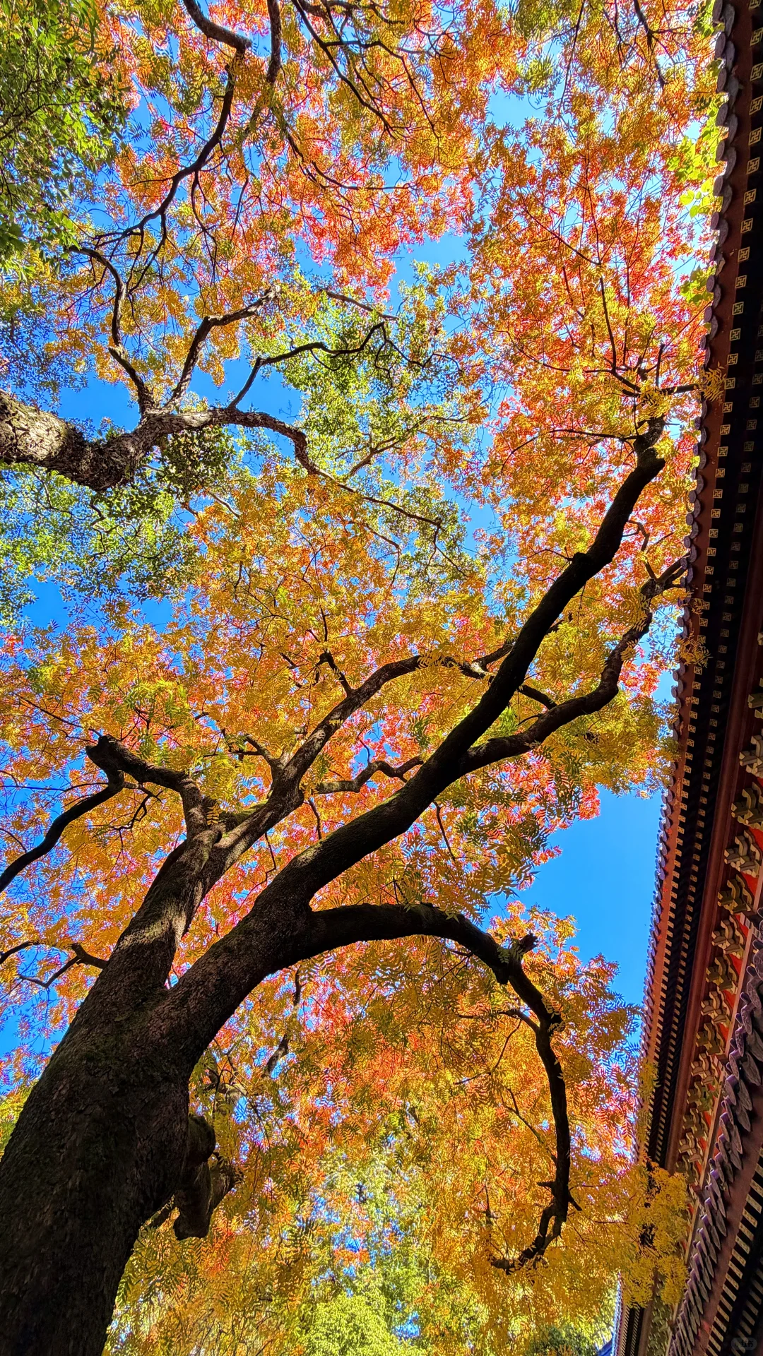 南京灵谷寺，苦等一年，终于看到了彩虹树！！！！