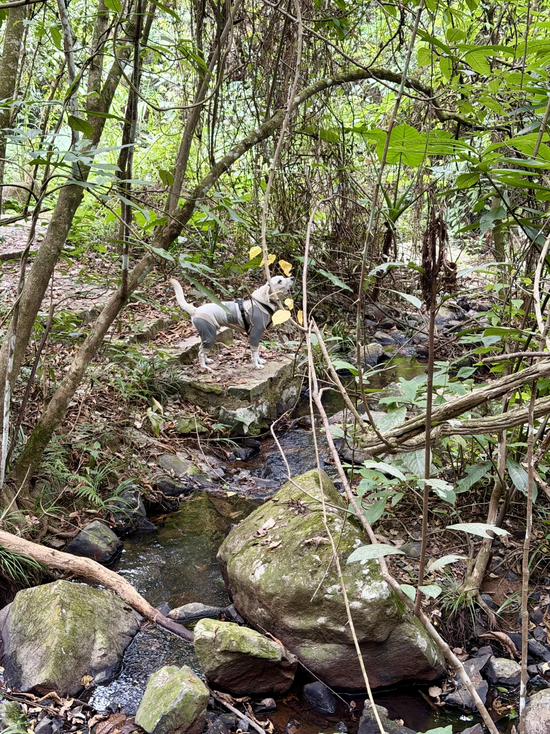 你问我厦门同安遛狗有多爽？ 如图所示！！