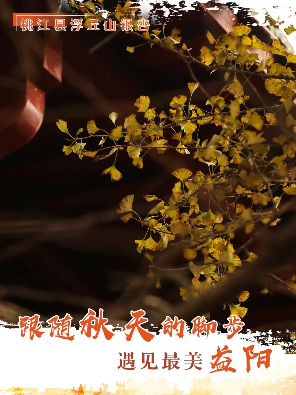 益阳藏着2000多岁的银杏王🍂惊艳整个深秋