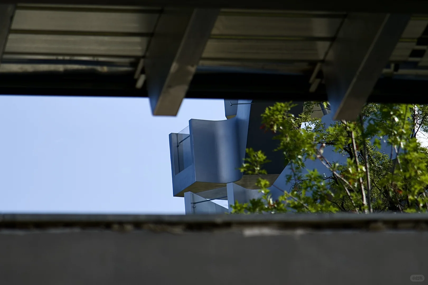 在武汉蔡甸找到了鹿客岛的平替,乌桕树已红