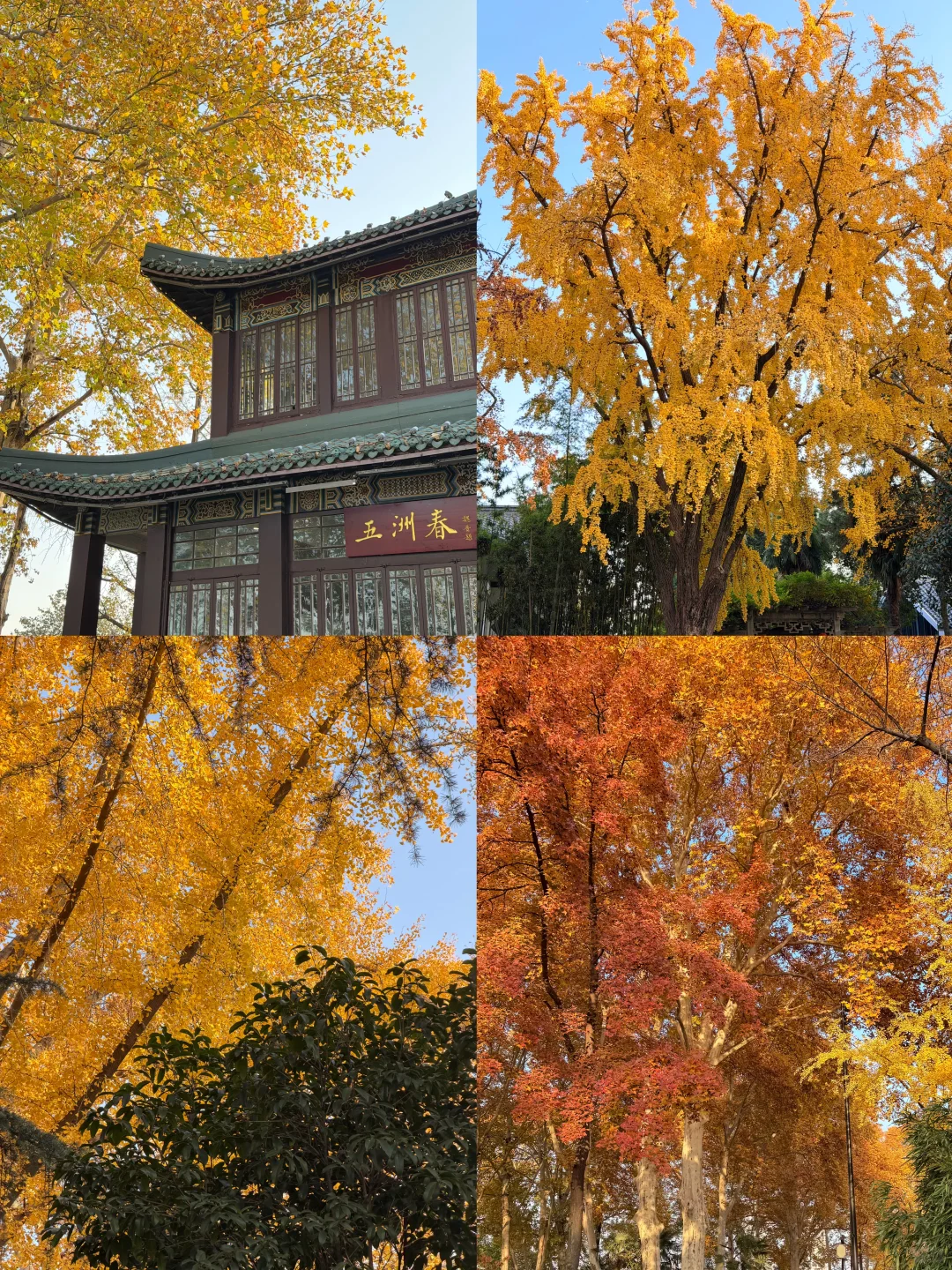 南京人带玩3天🍁附攻略🔥广东人哪见过深秋