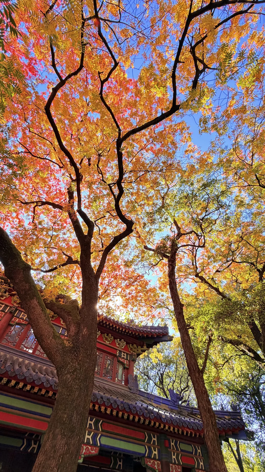 南京灵谷寺，苦等一年，终于看到了彩虹树！！！！