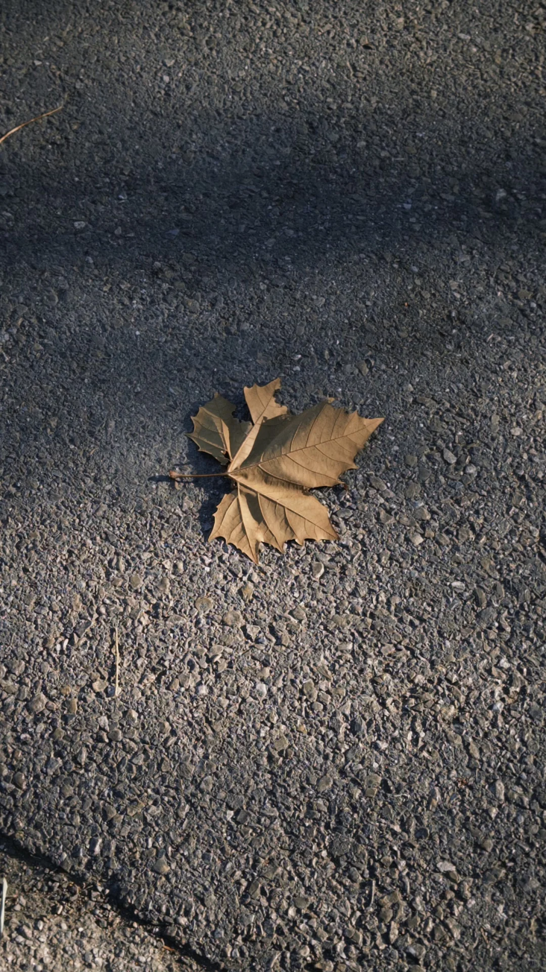 11.16的颐和园！美绝了