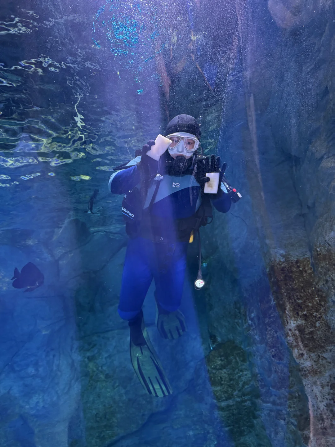 🐧哈尔滨极地公园顶流合集！一天玩够核心亮