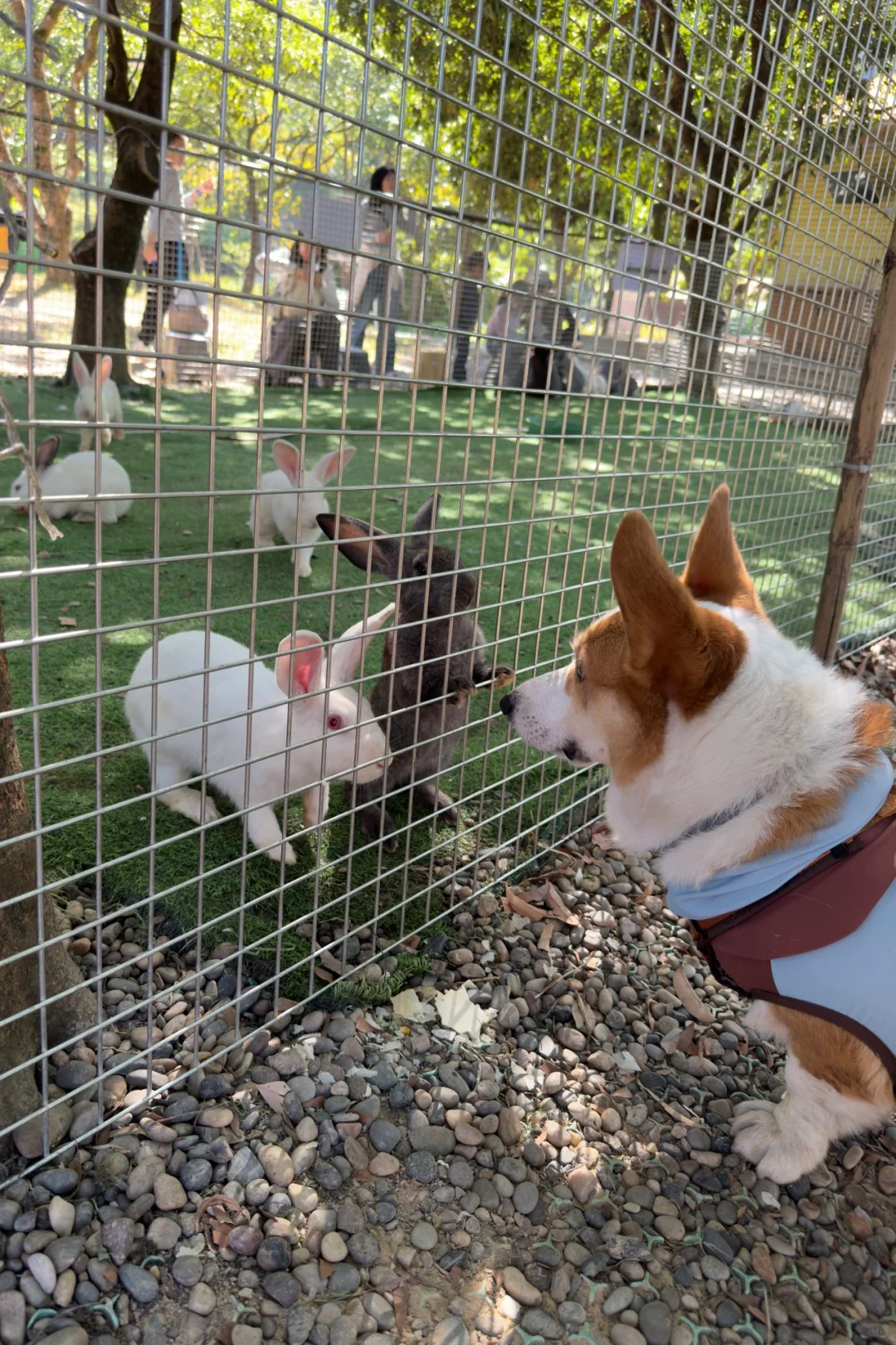 广州从化｜天人山水｜周末遛狗