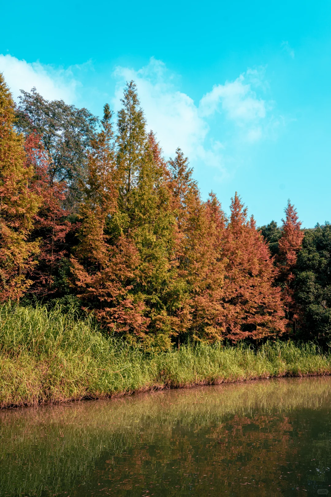 🍂北碚这条免费小众路线藏了整个秋天！