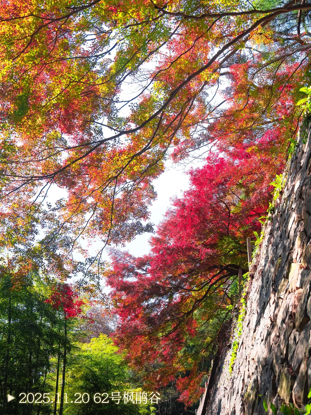 2025.11.20|莫干山的秋天红枫🍁杀疯了‼️