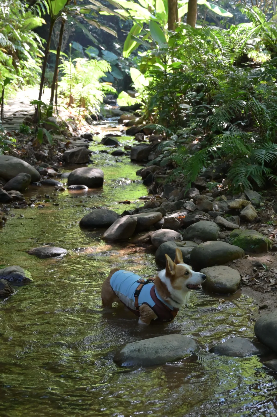 广州从化｜天人山水｜周末遛狗